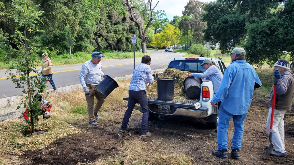 Putting mulch around the trees.